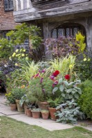 Pot display outside the porch at Great Dixter with dahlias, pleactranthus, cosmos and miscanthus