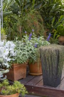 A collection of pots with a variety of plants on a timber deck.