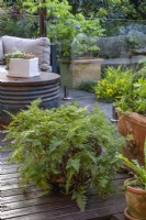 A potted Hares foot fern on a timber deck in an outdoor entertaining area.