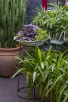 A collection of pots in a shady subtropical garden featuring a purple leaved Heuchera a Golden Lysimachia and a bromeliads.