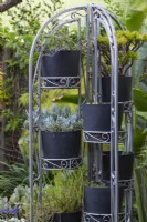 Collection of potted plants in of a freestanding arched metal pot stand with succulents, featuring a Blue Chalk Sticks with silver foliage.