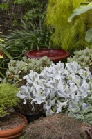 Collection of potted succulents in front of a glazed birdbath, featuring a Cotyledon, Silver Waves in the foreground.