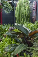 Corner of a lush subtropical garden featuring a Philodendron, 'Rojas', Euphorbia trigona and a carved tribal mask.