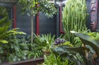Corner detail of a raised garden in a shady sub-tropical garden featuring, a wall mounted mirror, potted orchids and a large Birds Nest fern.