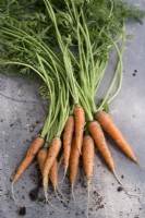 Carrot 'Ideal'
