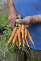 Carrot 'Nandor'

