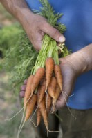 Carrot 'Norwich'
