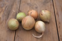 Onion 'Hi Ball'
