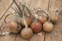 Onion 'Marco'
