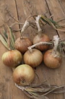 Onion 'Vento'
