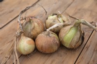 Onion 'Dulcinea'
