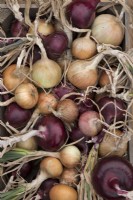 Different varieties of red and white onions in a wooden tray