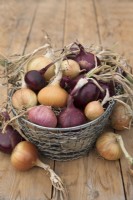 Different varieties of red and white onions in a metal basket