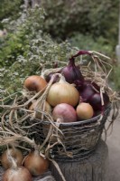 Different varieties of red and white onions in a metal basket in outdoor location