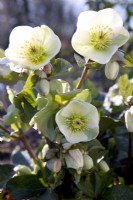 Hellebore 'Molly's White'
