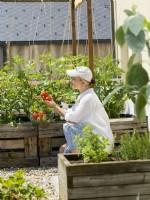 Young woman picking ripe tomatoes in urban vegetable garden, summer August