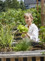 Young woman harvesting lettuce from a raised bed of mixed vegetables in urban vegetable garden, summer August