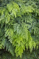 Adiantum venustum AGM - Evergreen maidenhair fern
