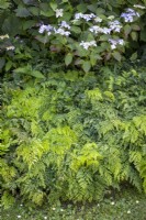 Adiantum venustum AGM - Evergreen maidenhair fern