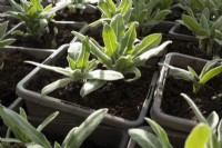Centaurea montana seedlings