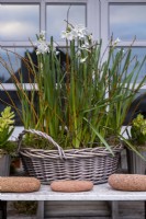 Narcissus papyraceus growing in a wicker basket on the garden table