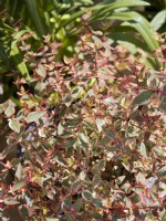 Abelia x grandiflora Tricolore Charm, summer June