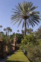 A tall date palm, Phoenix dactylifera, with a wide lawned path leading towards it and an ornate wall on the left in the Jardins de las Damas, Ladies Garden. Real Alcazar Palace gardens, Seville. Spain. September. 