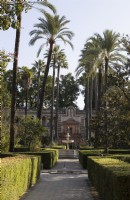 A wide path with clipped hedges, with towering date plams and fountains at the cross roads of paths. Real Alcazar Palace gardens, Seville. Spain. September. 