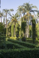 Hedges within the Jardin del Laberinto, the Maze garden, with towering date palms, Pheonix dactylifera, behind. Real Alcazar Palace gardens, Seville. Spain. September. 