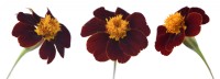 Tagetes patula  'Red Knight'  French marigold  Composite picture  August
