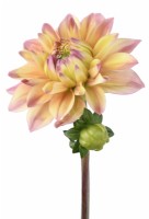 Dahlia  'Princesse Elisabeth'  Alternative spellings Princess Elizabeth  Decorative dahlia opening flower and bud  September