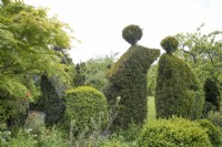 Topiary shapes in Plot 11 at Hill Close Gardens, May