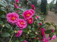Camellia 'Show Girl' reticulata x sasanqua Mid February 