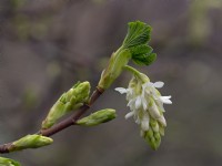 New leaves and single flower Ribes sanguineum 'Elkington's White'  February  late winter