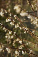 Lonicera x purpusii 'Winter Beauty' in flower. Winter. February.