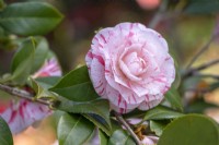 Camellia japonica 'Clotilde' syn.  'Principessa Clotilde', 'Princesse Clotilde'.
Parco delle Camelie, Camellia Park, Locarno, Switzerland

