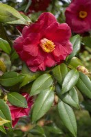 Camellia japonica 'Guilio Nuccio'.
Parco delle Camelie, Camellia Park, Locarno, Switzerland