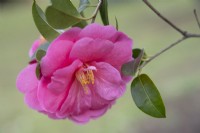 Camellia reticulata saluenensis hybrid 'Inspiration'.
Parco delle Camelie, Camellia Park, Locarno, Switzerland