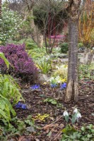 A view through the winter borders at The Picton Garden. Blue Iris reticulata and snowdrops in foreground with flowering erica - heather beyond.
