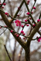 Prunus mume 'Beni-Chidori' - Japanese apricot - February