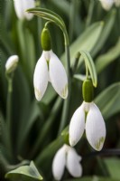 Galanthus elwesii 'Jessica' - snowdrop - February
