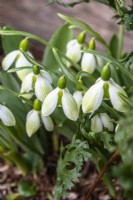 Galanthus elwesii 'Rosemary Burnham' - snowdrop - February