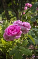 Rosa 'Gertrude Jekyll' - Ausbord - June