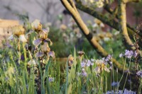 Plant portraits of Iris Benton Olive paired with Tulbaghia violacea at the 2023 RHS Chelsea Flower Show