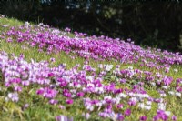 Cyclamen coum naturalised in grass at Colesbourne Park.