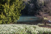Naturalised snowdrops in front of the blue lake at Colesbourne Park.
