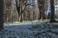 Naturalised snowdrops in woodland at Colesbourne Park.