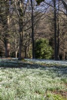 Naturalised snowdrops in woodland at Colesbourne Park.