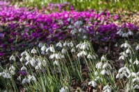 Naturalised snowdrops and Cyclamen coum at Colesbourne Park.