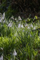 Galanthus 'Atkinsii' - snowdrop - February